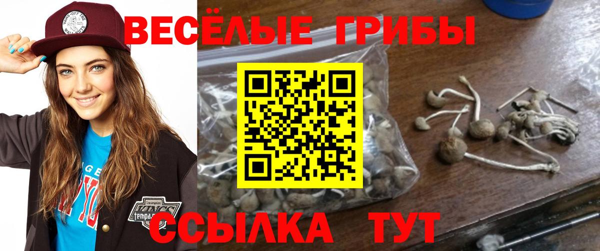 Псилоцибиновые грибы Cubensis Кашира